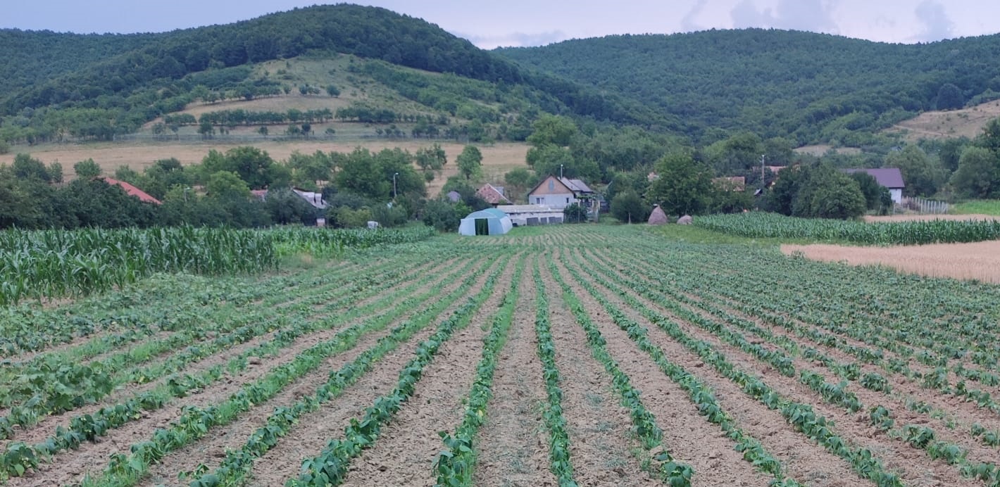 Increderea in bunatate